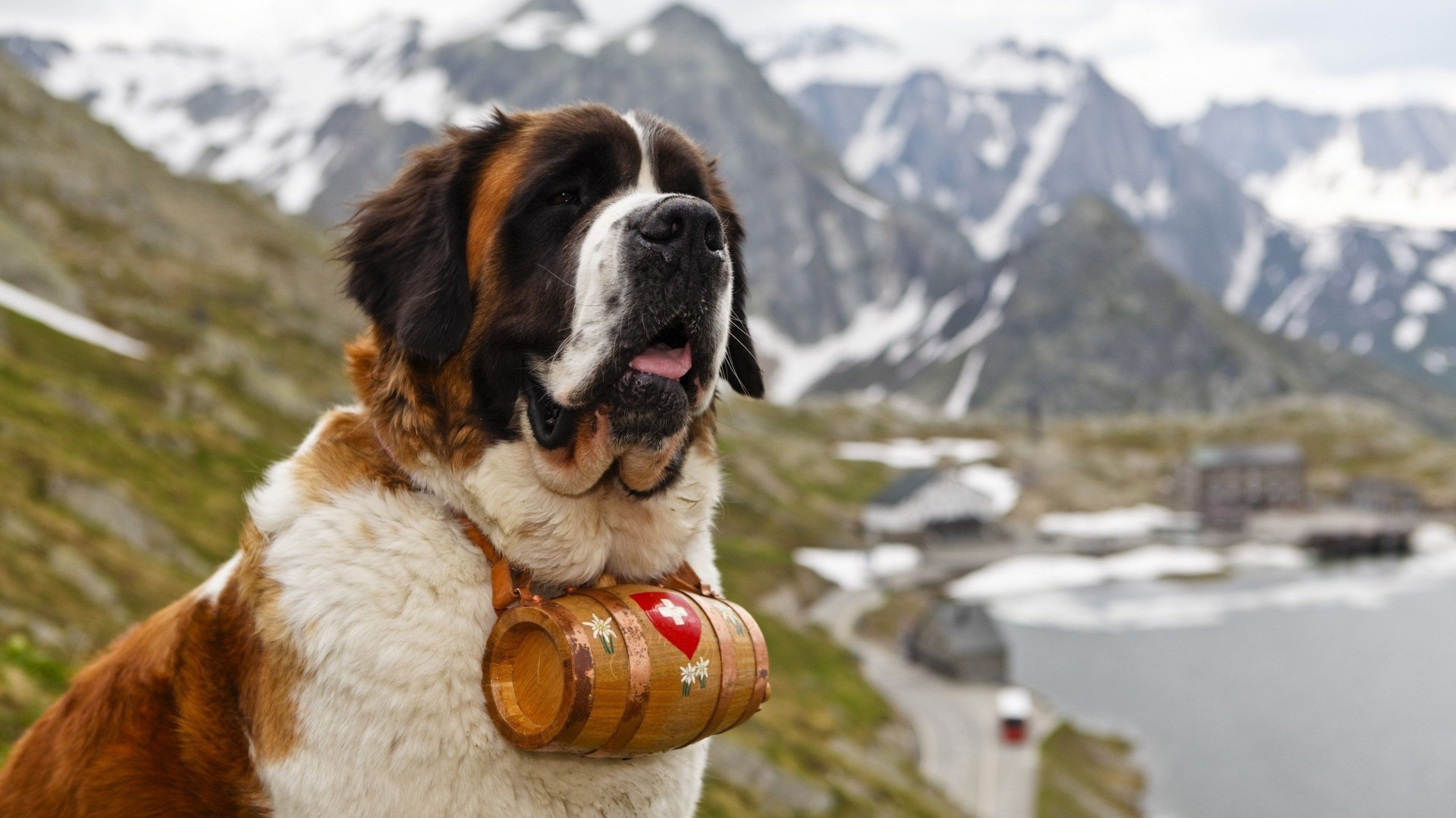 St. Bernard